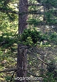 wbgarden alps 26